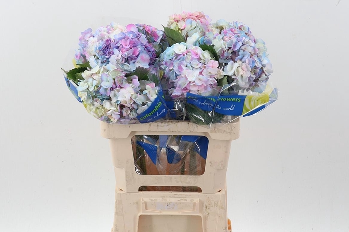 <h4>Hydr Prisma Tinted Select</h4>