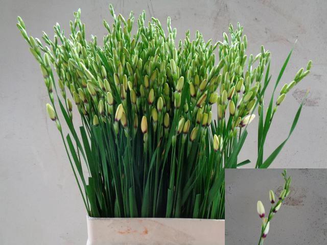 <h4>IXIA SPOTLIGHT</h4>