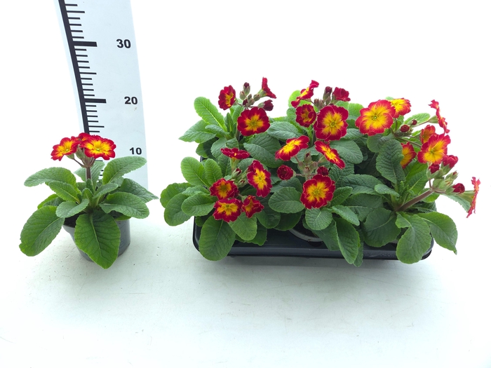 <h4>PRIM ELATIOR</h4>