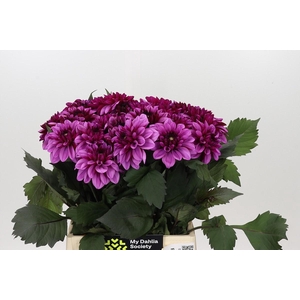 Dahlia Melissa Anne Marijke