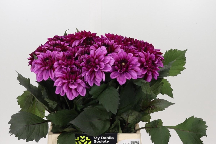 <h4>Dahlia Melissa Anne Marijke</h4>