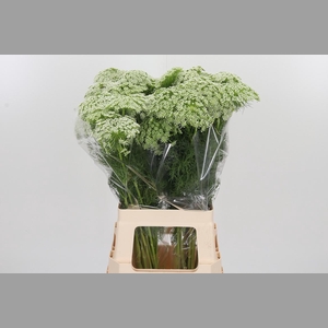 Ammi Vis Casablanca