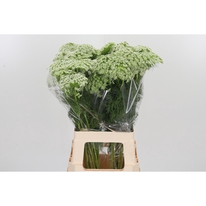 Ammi Vis Casablanca