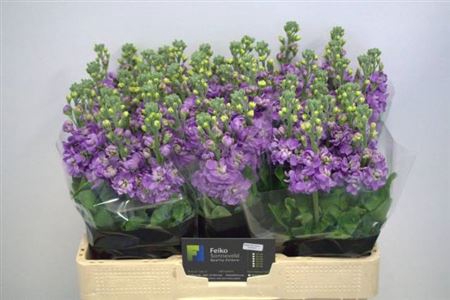 <h4>Matth Figaro Lavende</h4>