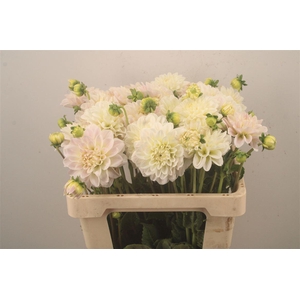 Dahl Pale Pink