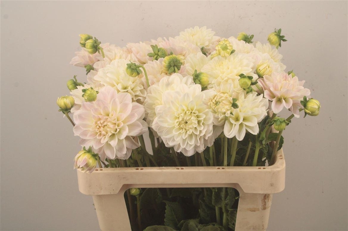 <h4>Dahl Pale Pink</h4>