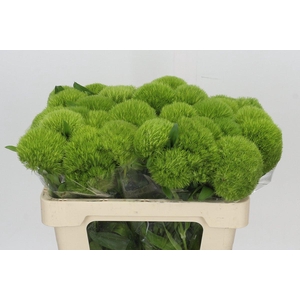 Dianthus Br Kiwi Mellow