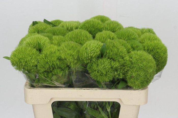 <h4>Dianthus Br Kiwi Mellow</h4>