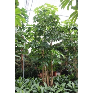 Schefflera actinophylla 'Amate’