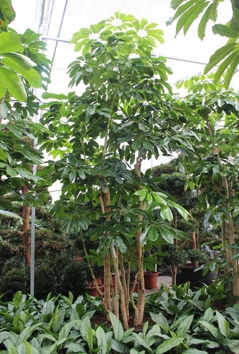 <h4>Schefflera actinophylla 'Amate’</h4>