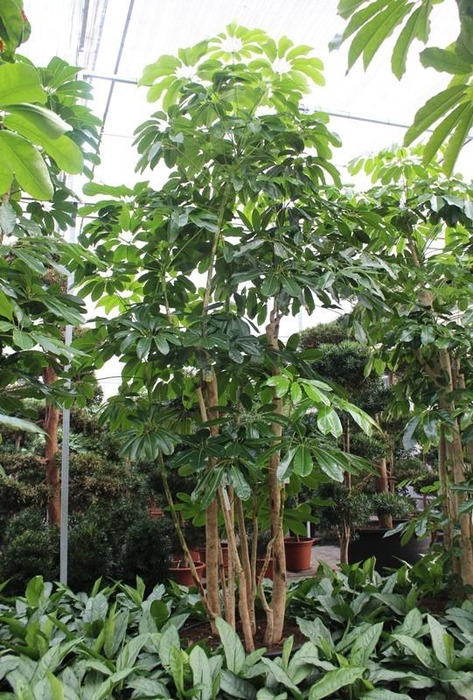<h4>Schefflera actinophylla 'Amate’</h4>