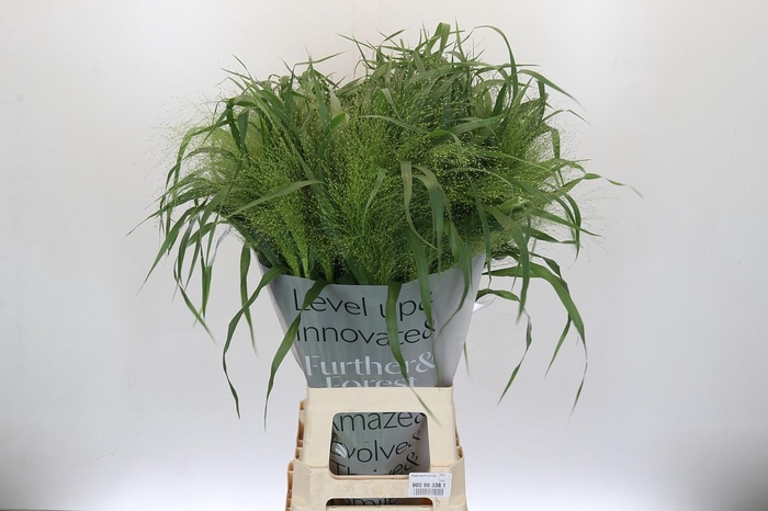 <h4>Panicum Fountain</h4>