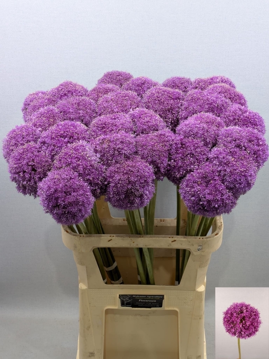 <h4>ALLIUM GIGANTEUM</h4>