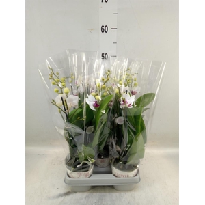 Phalaenopsis multi. 'FC Safe Haven'