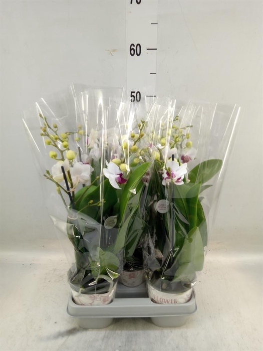 <h4>Phalaenopsis multi. 'FC Safe Haven'</h4>