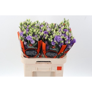 Eus G Corelli Lavend