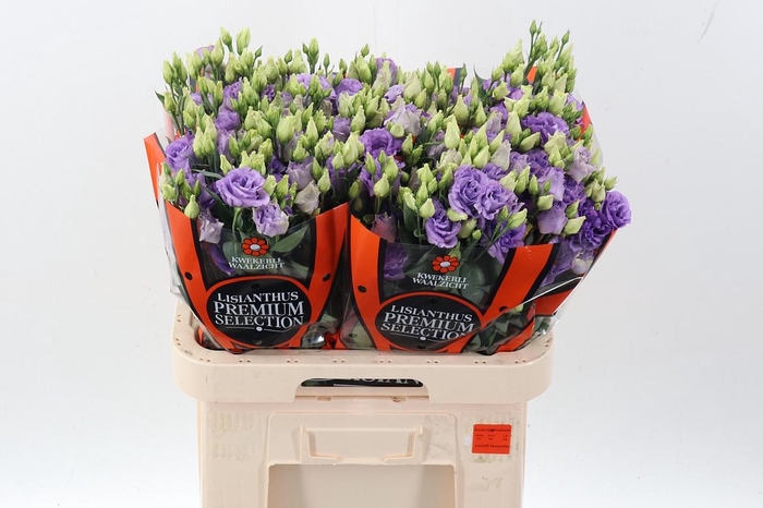 <h4>Eus G Corelli Lavend</h4>