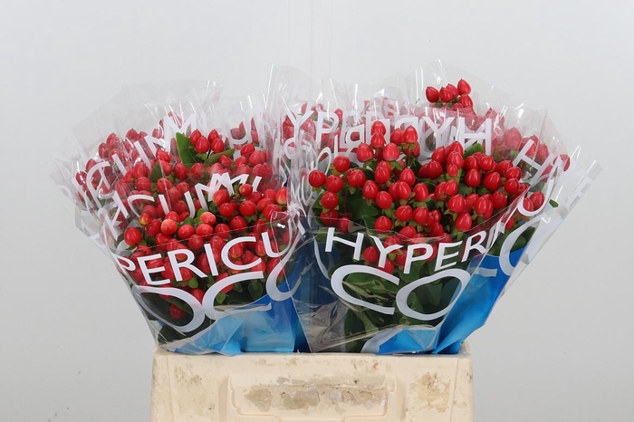 <h4>Hyp Coco Rio Rood</h4>