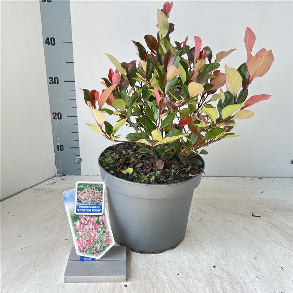 <h4>Photinia fraseri 'Little Red Robin'</h4>