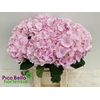 Hydrangea 'Verena' 18-20cm