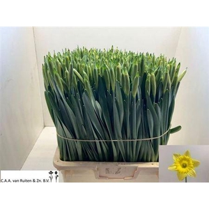 Narc T Dutch Master Super!!