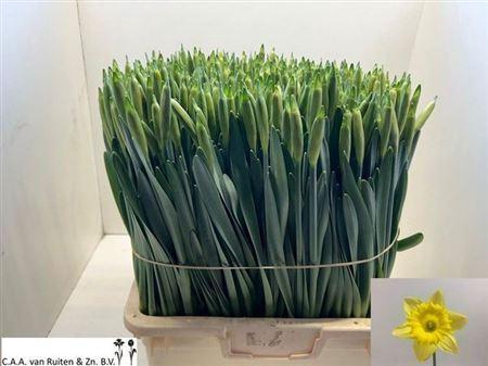 <h4>Narc T Dutch Master Super!!</h4>