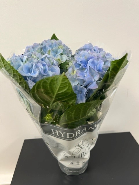 <h4>HYDRANGEA MACROPHYLLA P13 BLAUW</h4>