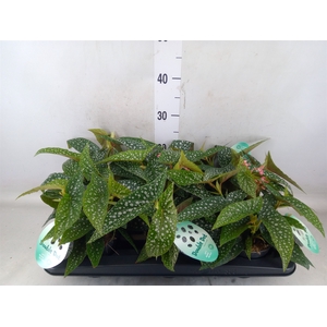 Begonia BD 'Double Dot'