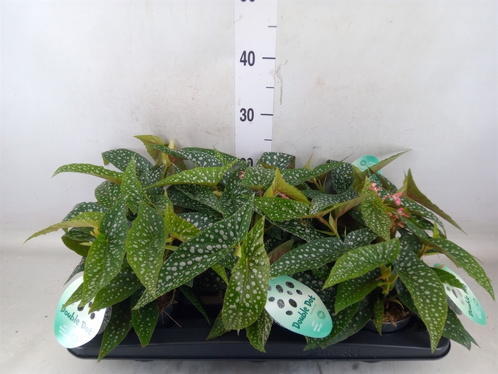 <h4>Begonia BD 'Double Dot'</h4>