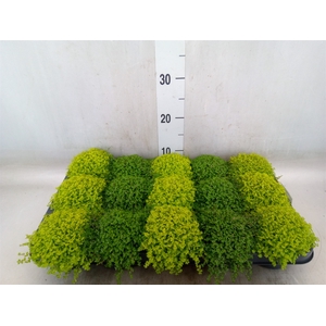 Soleirolia soleirolii   ...mix 2