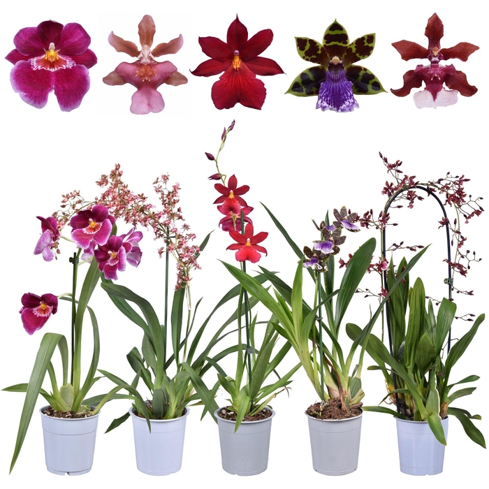 <h4>ORCHIDEEEN OVERIG</h4>