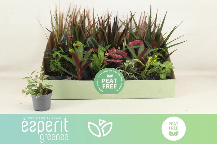 <h4>KAMERPL GEM OV</h4>