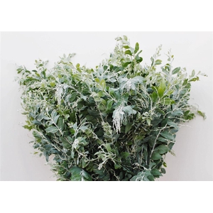 Acacia Pod Denisboden Long