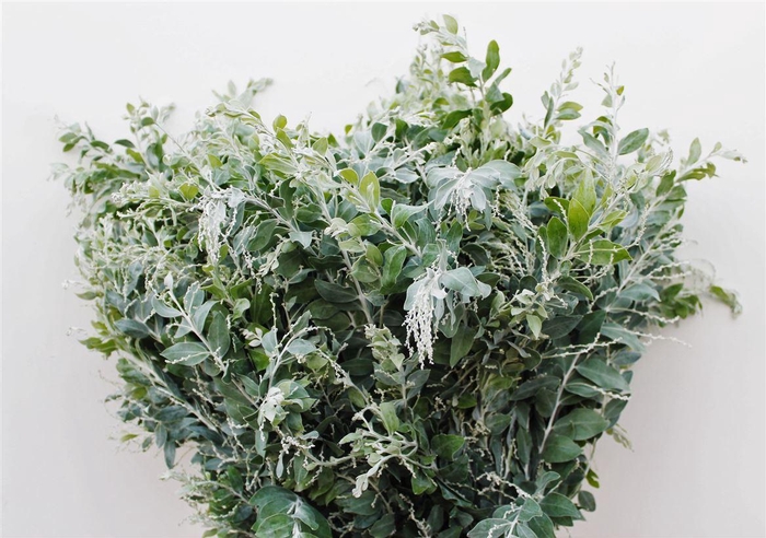 <h4>Acacia Pod Denisboden Long</h4>