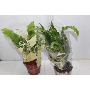 ASPLENIUM VARIADO P17