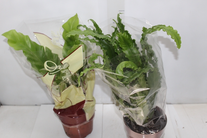 ASPLENIUM VARIADO P17