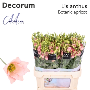 Lisianthus Botanic apricot 60cm
