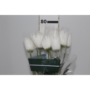 ANASTASIA WHITE 080 CM BRANCO