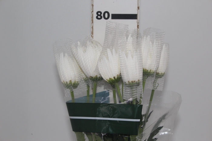 <h4>ANASTASIA WHITE 080 CM BRANCO</h4>