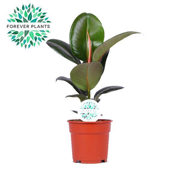 <h4>Ficus Elastica Robusta</h4>