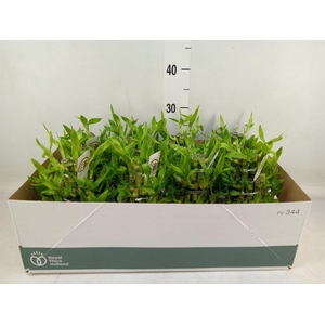 Dracaena sand. 'Lucky Bamboo' ..pyr