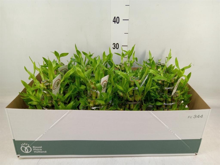 <h4>Dracaena sand. 'Lucky Bamboo' ..pyr</h4>