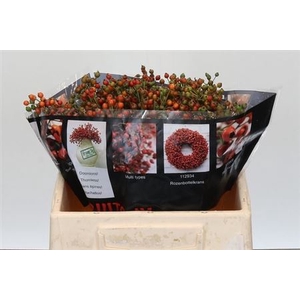 Rosa Aut Rosefruits