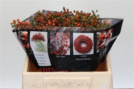 <h4>Rosa Aut Rosefruits</h4>