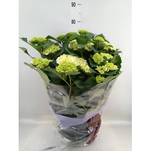 Hydrangea mac. 'Schneeball'