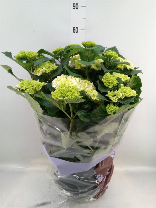 <h4>Hydrangea mac. 'Schneeball'</h4>