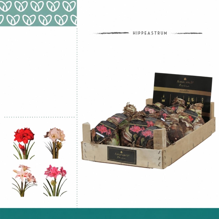 <h4>Amaryllis Amaranth XL 36/38 Dubbelbloemig in Wooden Crate</h4>