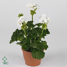 Pelargonium Zonale Toscane Cato