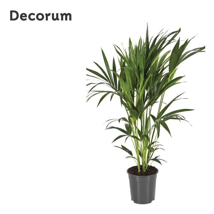 <h4>HOWEA FORSTERIANA</h4>