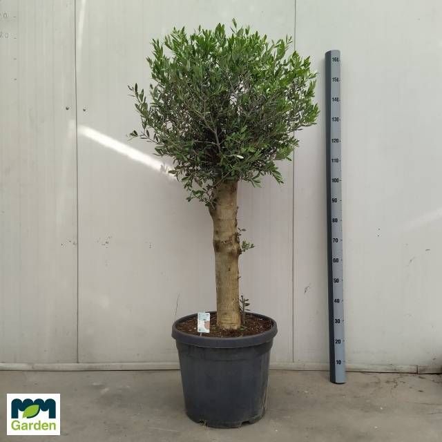 <h4>OLEA EUROPAEA</h4>